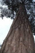 sequoia